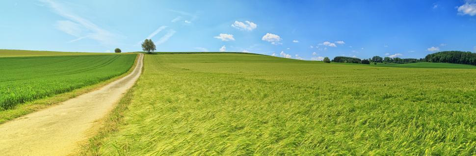 Free Image of Scenic dirt path cutting through vast green fields. 