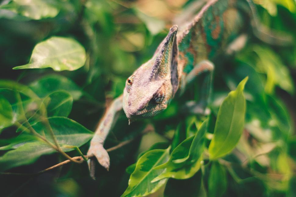 Free Image of Colorful chameleon resting on lush green leaves. 