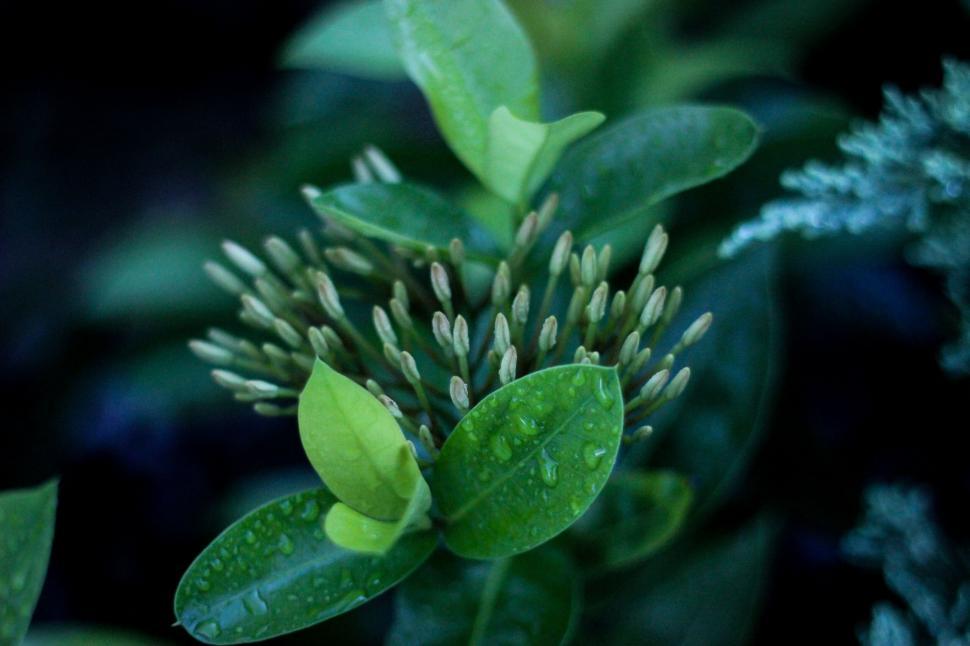 Free Image of Close-up of green plant with water droplets on leaves 