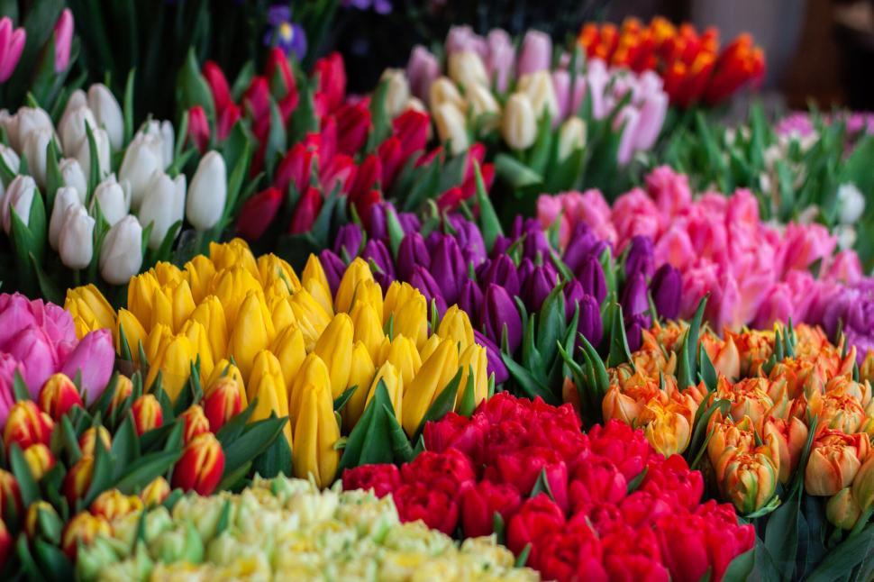 Free Image of Bright tulips in various colors in an outdoor market. 