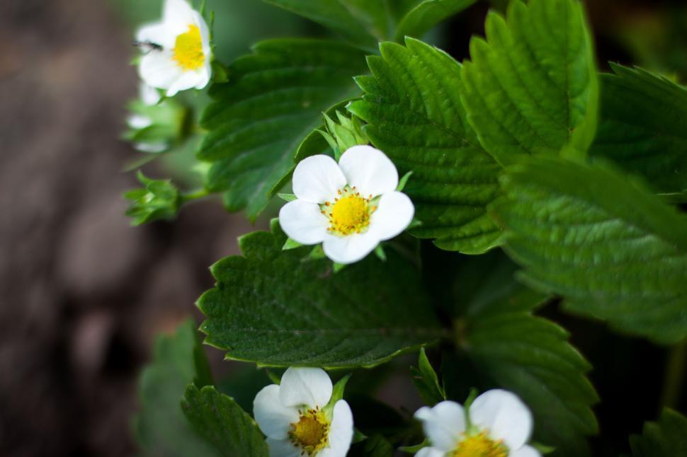 Free Image of Close-up of vibrant white flowers and rich green leaves. 