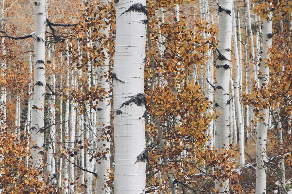 Free Image of White birch trees with orange foliage in an autumn forest. 