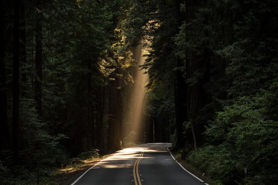 Free Image of Sunbeam cutting through dense forest illuminating road. 