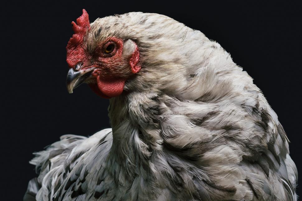 Free Image of Profile of light-feathered hen with dark black backdrop. 