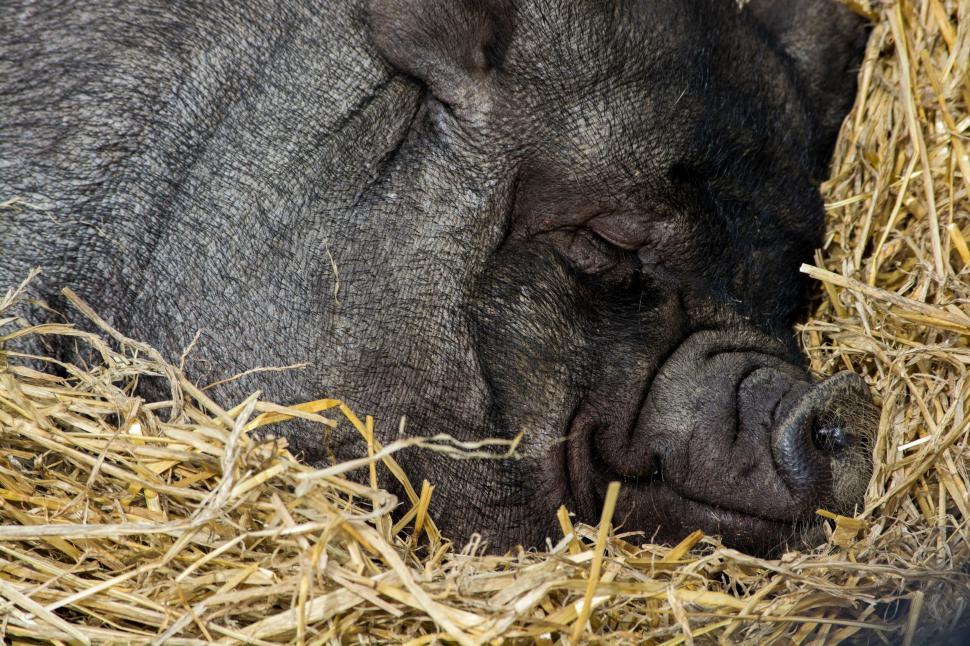 Free Image of Sleeping pig cozily nestled in straw bedding at farm. 