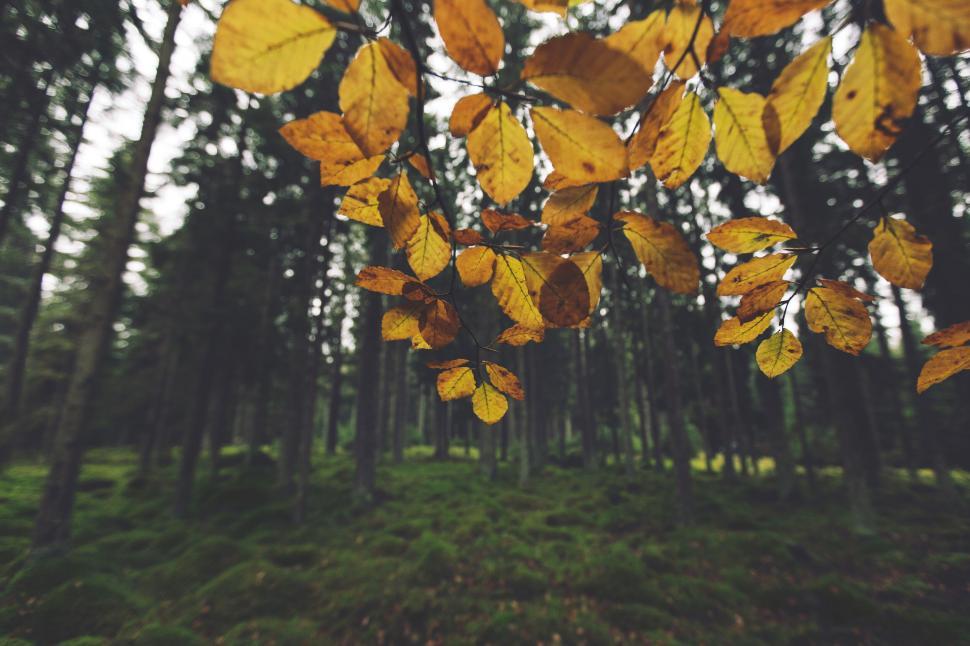 Free Image of Golden autumn leaves in a dense forest setting 