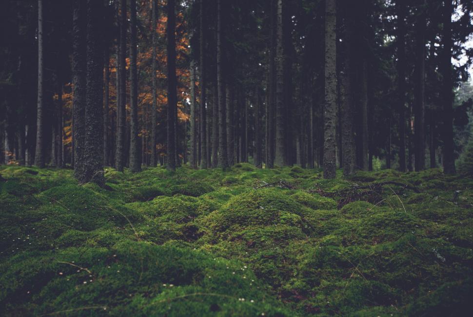 Free Image of Dense forest floor covered in green moss. 