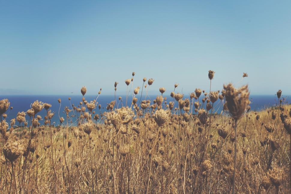 Free Image of Dried wildflowers in a meadow with a sea in background 