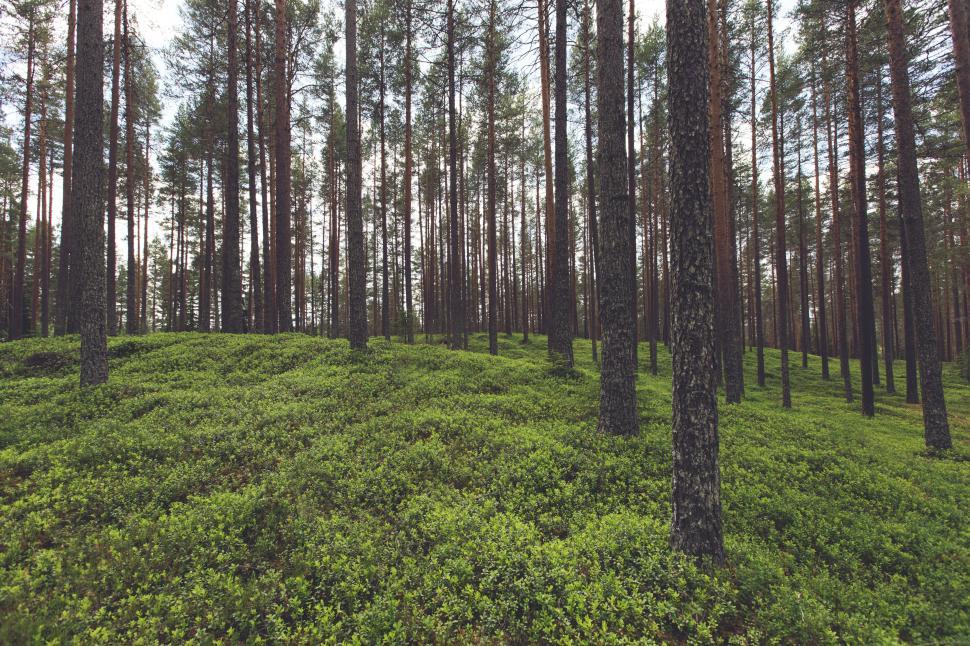 Free Image of Dense forest with tall pine trees and green undergrowth. 