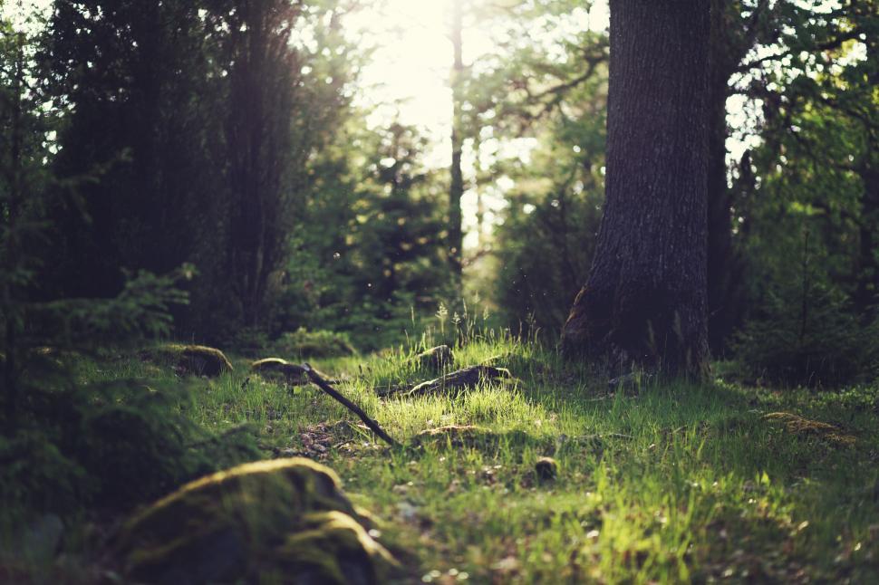 Free Image of Sunlight filtering through a forest, brightening moss. 
