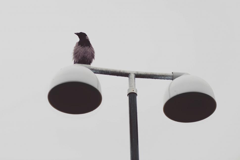 Free Image of Black bird perched on top of a street light pole. 