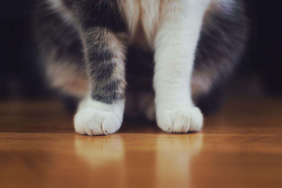Free Image of Close-up of a cat s paws on a polished wooden floor. 
