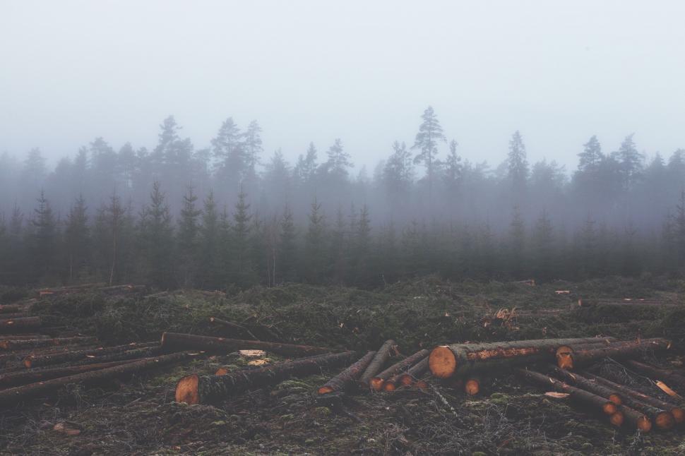 Free Image of Foggy forest with cut trees and logs on the ground. 