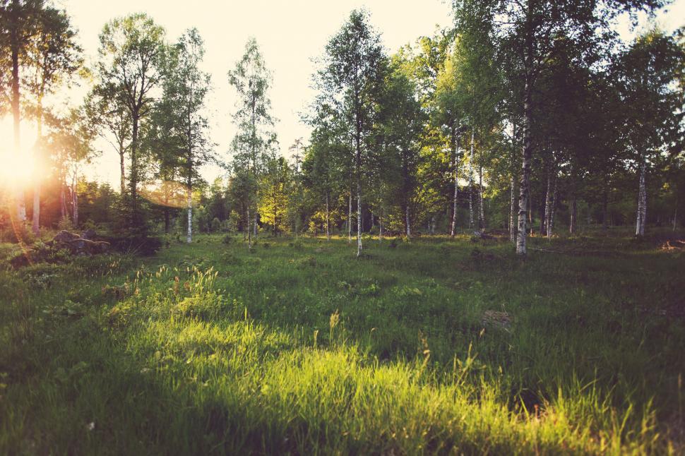 Free Image of Sunlit forest glade with lush green trees and grass. 