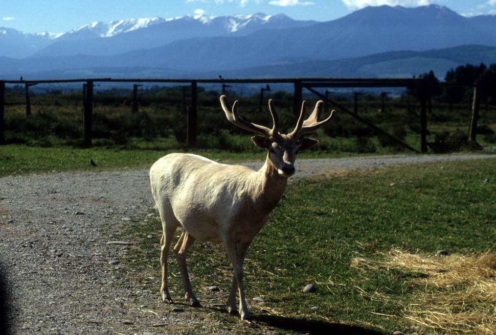 Free Image of Male deer 