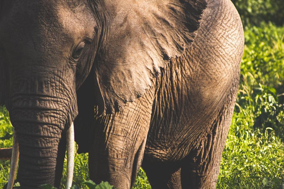 Free Image of Close-up of an elephant with detailed skin texture. 