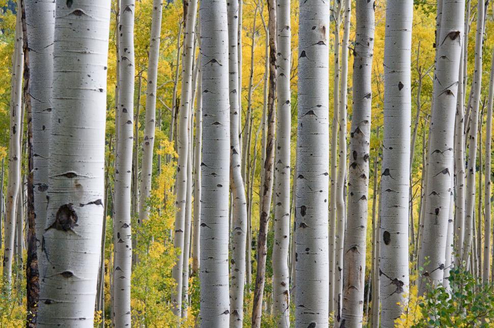 Free Image of Tall birch trees with autumn leaves in a serene forest. 