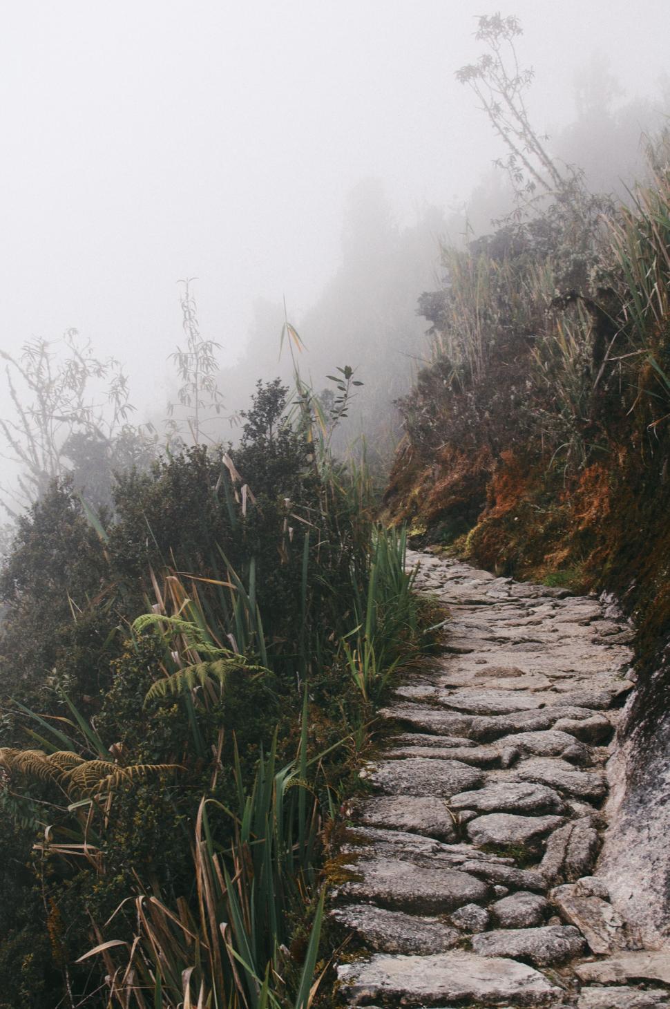 Free Image of Foggy mountain path winding through dense vegetation. 