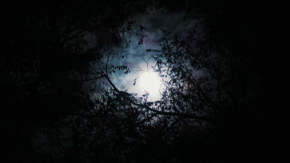 Free Image of Night sky with bright moon obscured by tree branches 