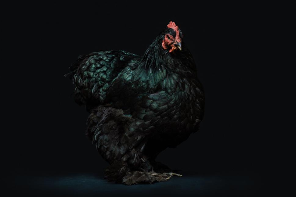 Free Image of Close-up of black hen with dark glossy feathers, studio shot. 