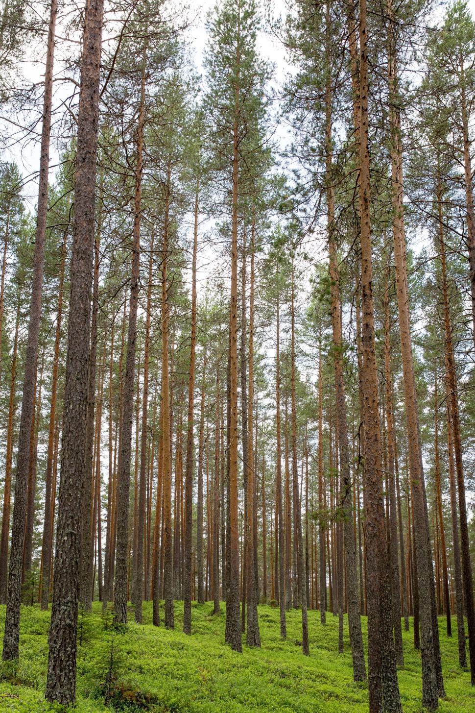 Free Image of Tall pine trees in a dense forest with green floor 