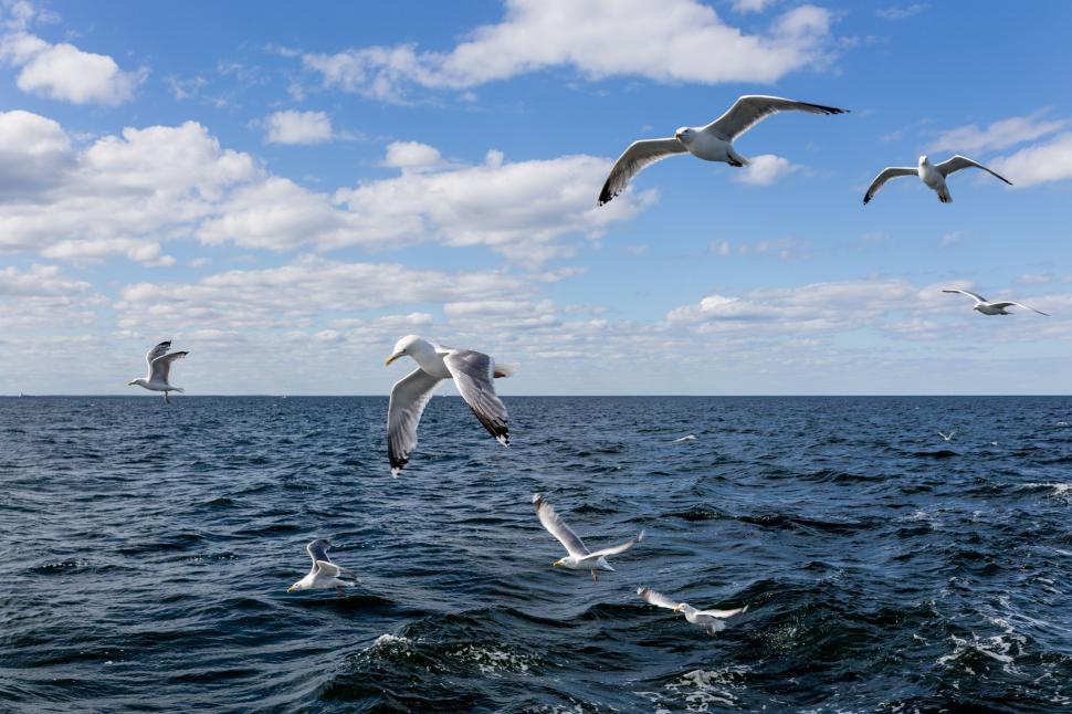 Free Image of Flock of seagulls flying over the ocean under cloudy sky 
