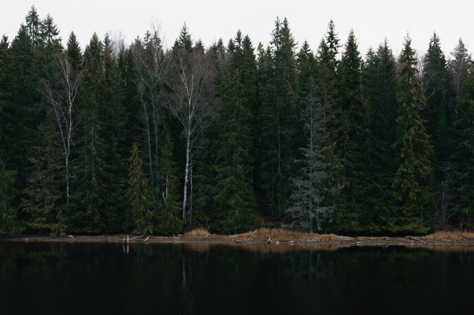 Free Image of Dark forest with trees lining a still, reflective lake. 