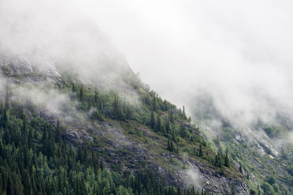Free Image of Misty mountains covered in dense, green pine forest 