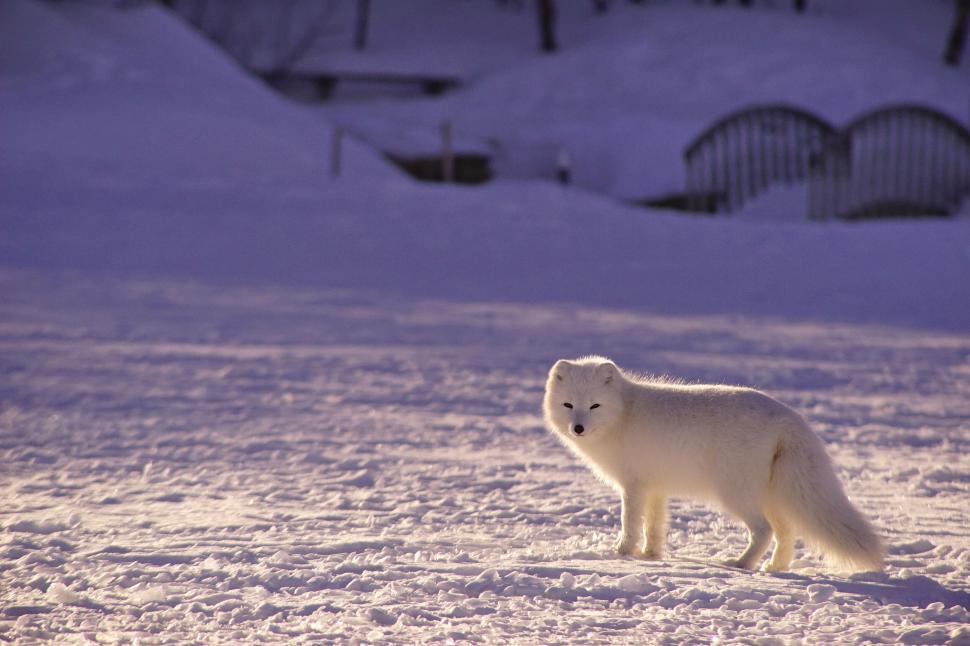 Free Image of Arctic fox stands in a snowy landscape looking alert. 