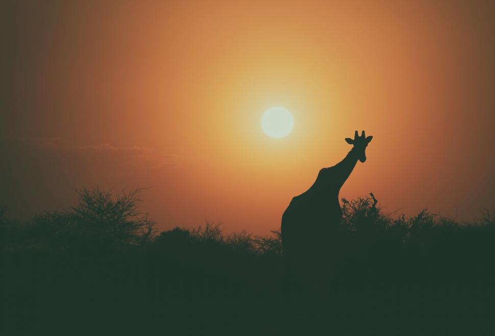 Free Image of Silhouette of a giraffe against a stunning sunset sky. 