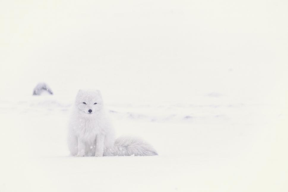 Free Image of Winter white arctic fox blends into the snowy landscape. 