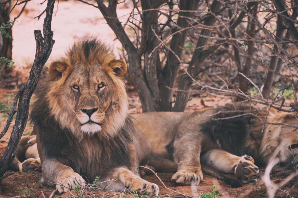 Free Image of Two lions resting under trees in a dry landscape. 