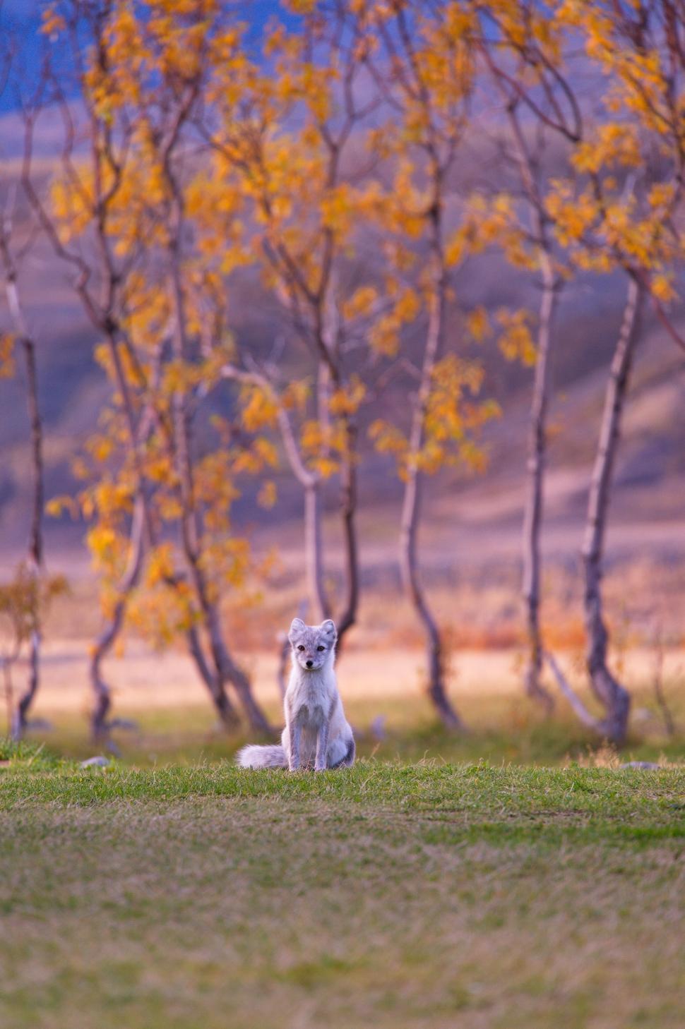 Free Image of Arctic fox sitting on grass with autumn trees behind 