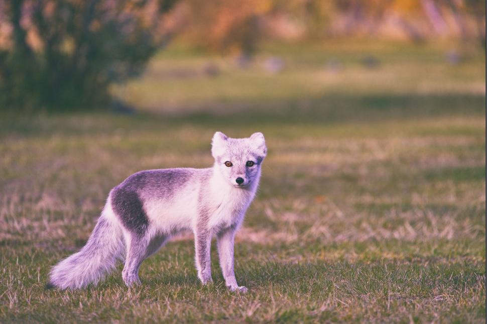 Free Image of Arctic fox with grey and white fur standing on grass 