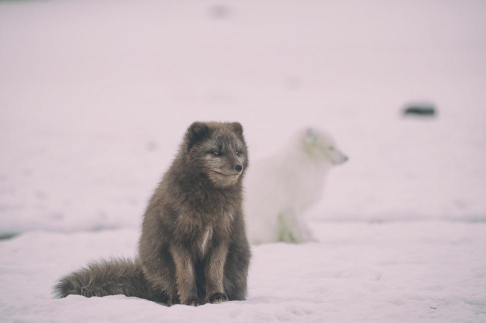 Free Image of Brown arctic fox with snowy white background 