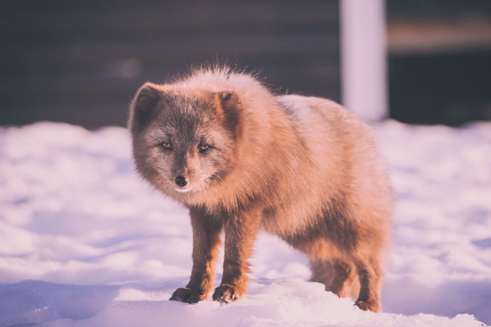 Free Image of Fluffy brown arctic fox resting on snowy ground 