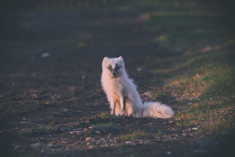 Free Image of Arctic fox sitting on a dirt path in low light 