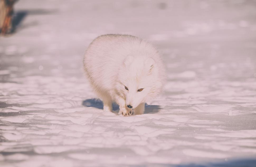 Free Image of White Arctic fox walks cautiously on icy surface 