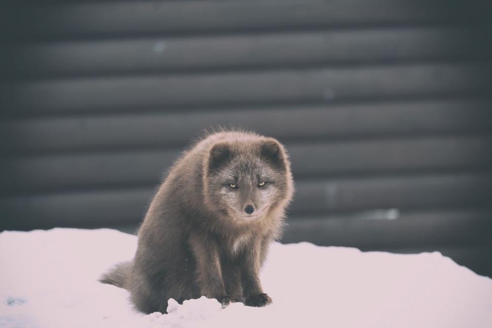 Free Image of Dark-furred Arctic fox sitting quietly on snowy ground 