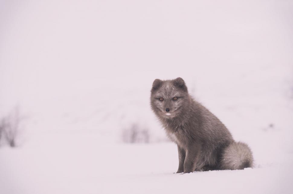 Free Image of Arctic fox sitting on snowy terrain with blurred background. 