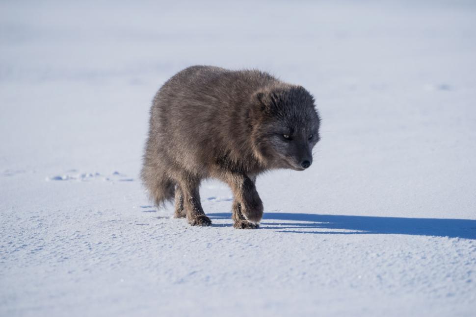 Free Image of Arctic fox walks across vast snowy plain, focused demeanor. 