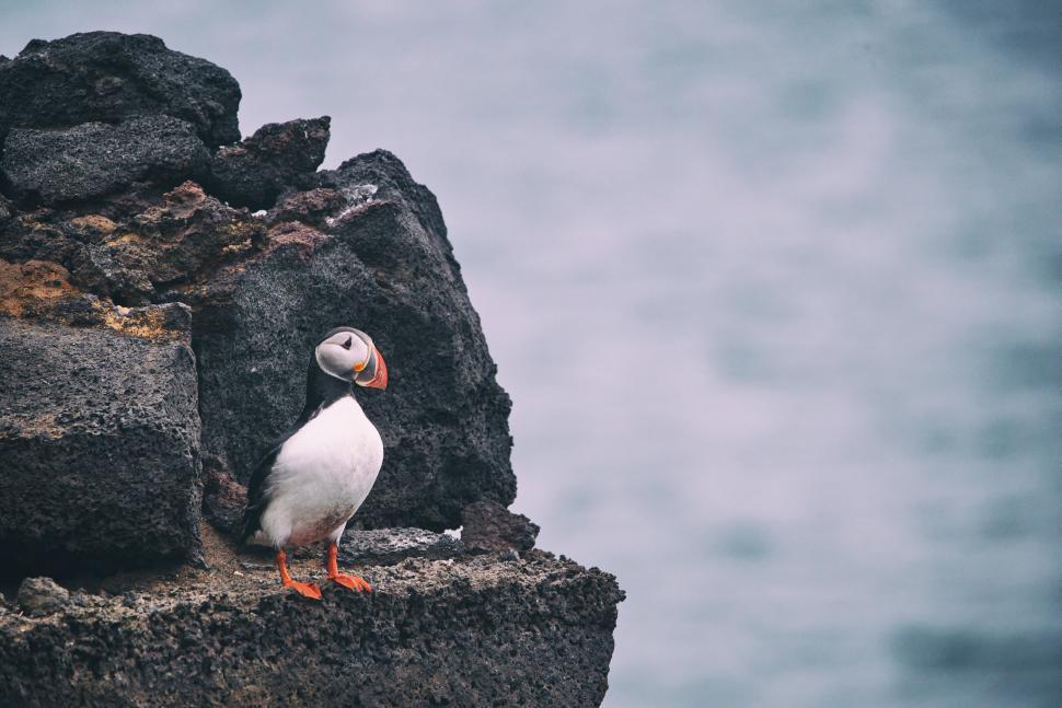 Free Image of Puffin stands near rock formation by the ocean s edge. 