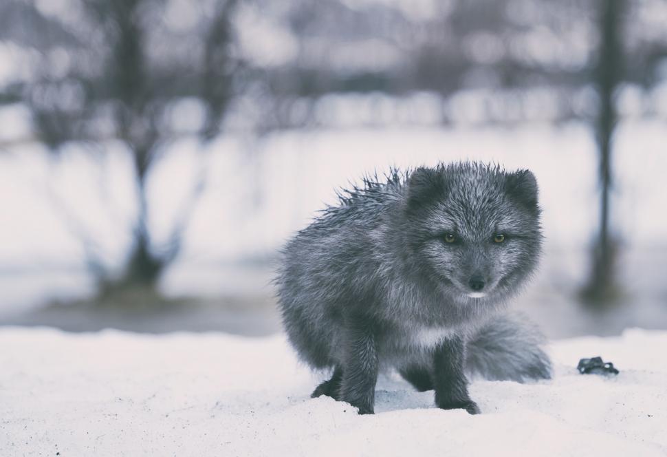Free Image of Arctic fox sitting on snow during winter in the wild. 