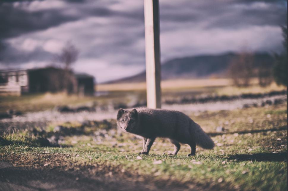 Free Image of Arctic fox walking across a grassy field on a cloudy day. 