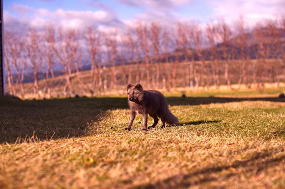 Free Image of Arctic fox standing alert on sunlit green grass field. 