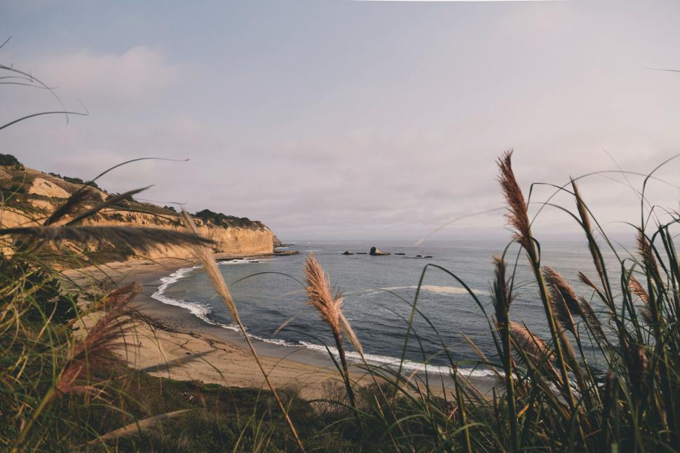 Free Image of A tranquil beach scene with plants in foreground 