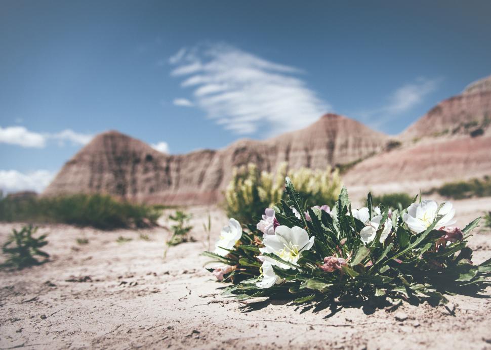 Free Image of Flowers blooming in a desert with rocky formations behind. 