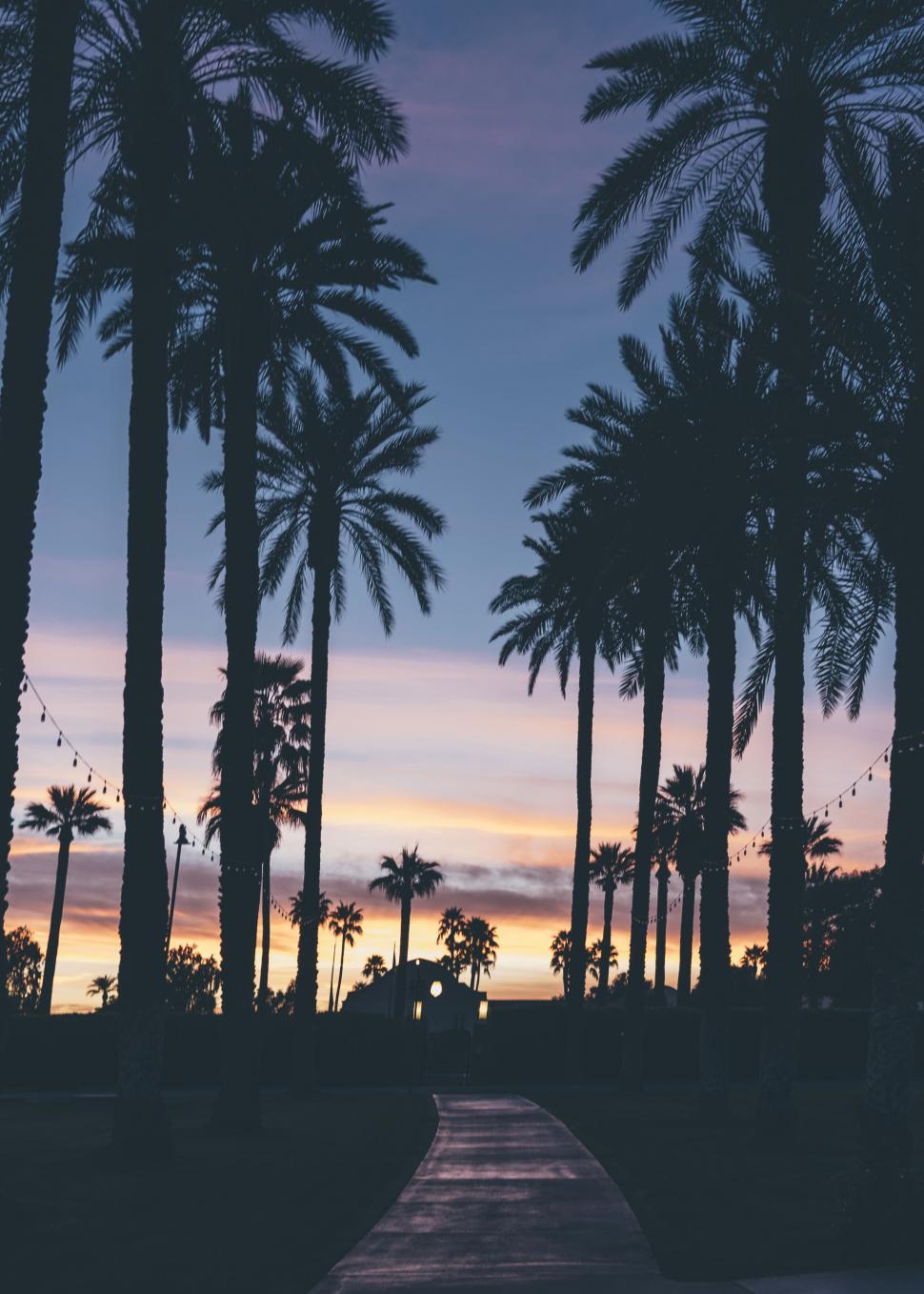 Free Image of Palm trees lining a path at twilight with colorful sky 
