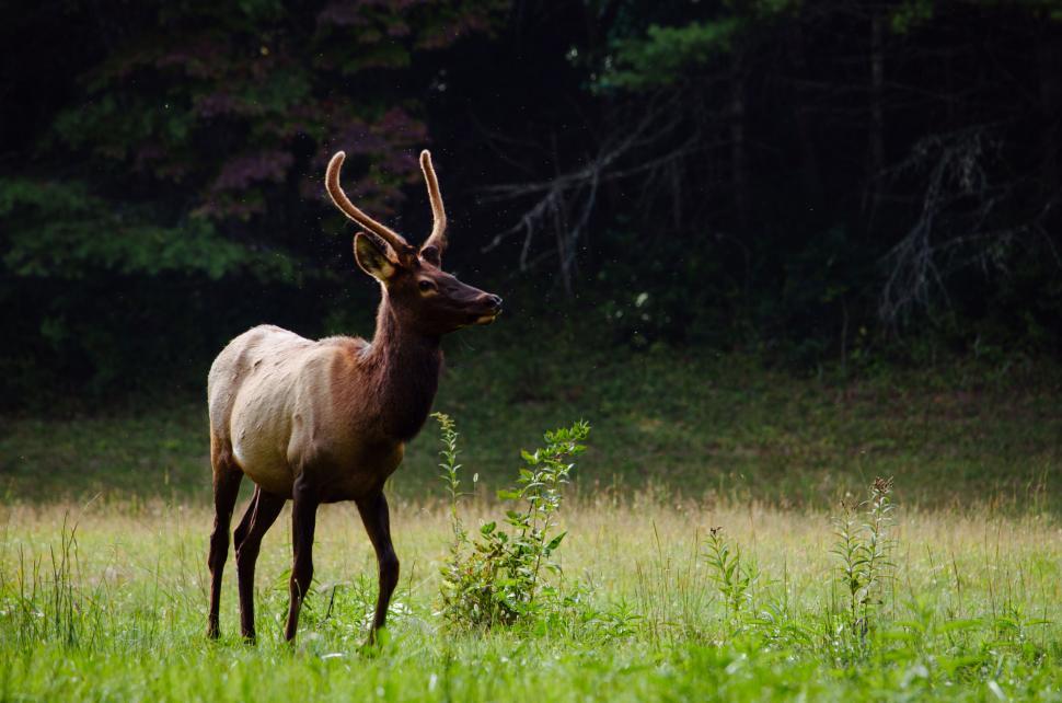 Free Image of Elk with antlers standing alone in a green field area 