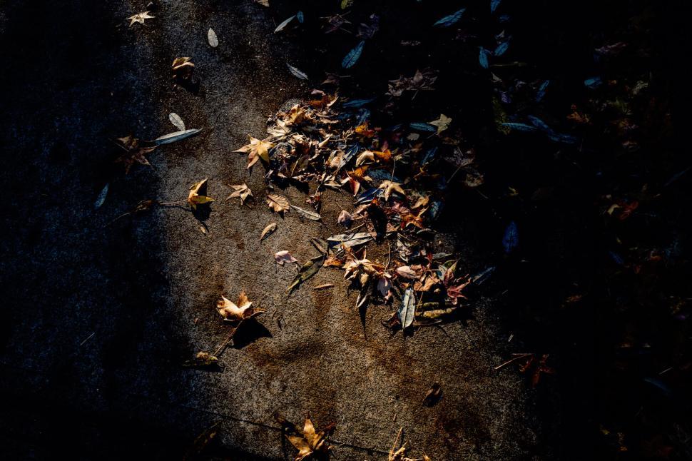 Free Image of Fallen leaves on dark pavement illuminated by sunlight 
